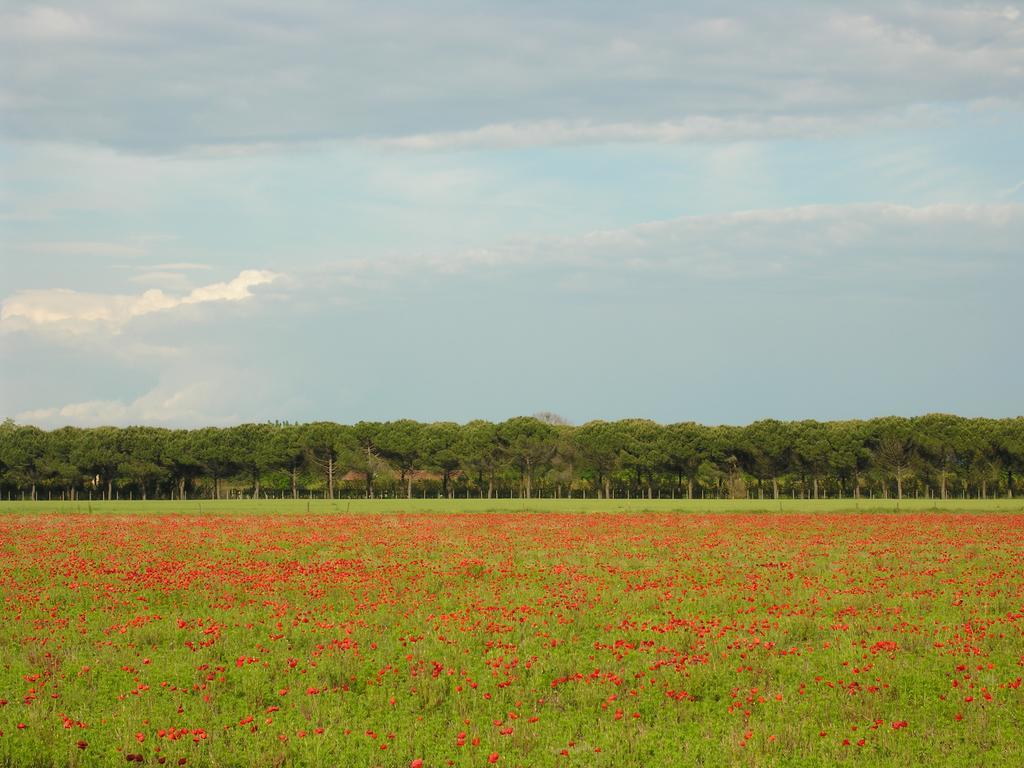 Appartamento Rossella บิบิโอเน ภายนอก รูปภาพ